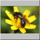 Panurgus calcaratus - Zottelbiene w002 10mm - Sandgrube Niedringhaussee det.jpg